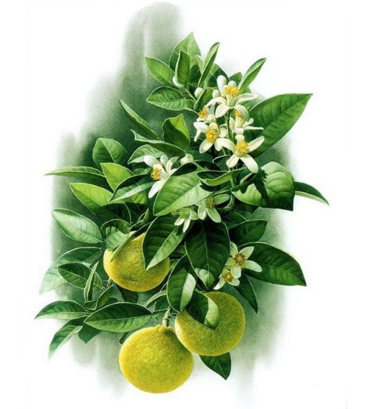 Flowers Painting Is An Amazing Art