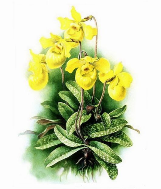 Flowers Painting Is An Amazing Art