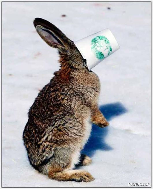 Animals Caught In Difficult Situations