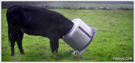 Animals Caught In Difficult Situations