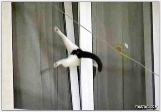 Animals Caught In Difficult Situations