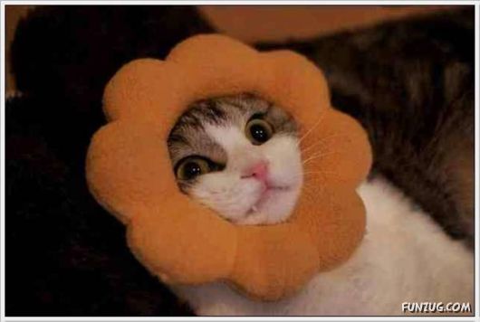 Animals Caught In Difficult Situations