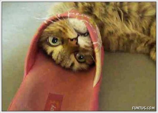 Animals Caught In Difficult Situations