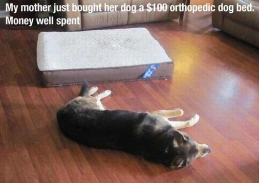 Hilarious Dog Behavior