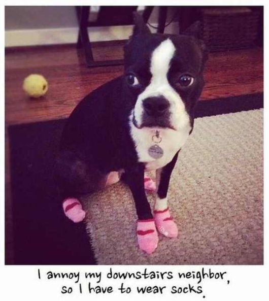 Hilarious Dog Behavior