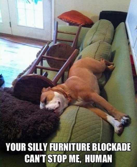 Hilarious Dog Behavior