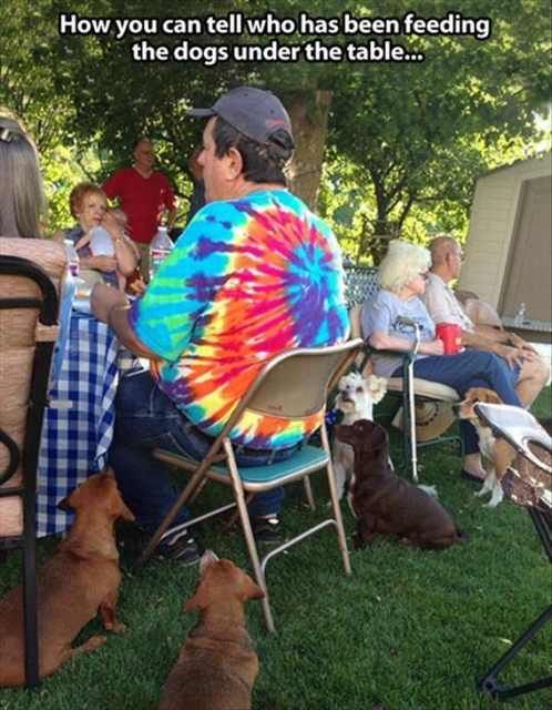 Hilarious Dog Behavior
