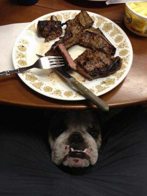 Hilarious Dog Behavior
