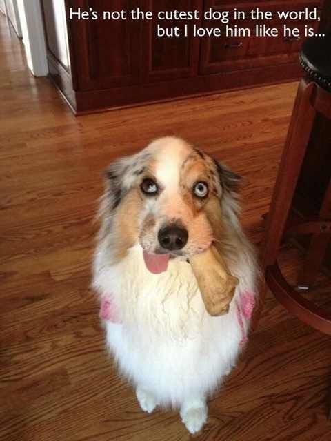 Hilarious Dog Behavior