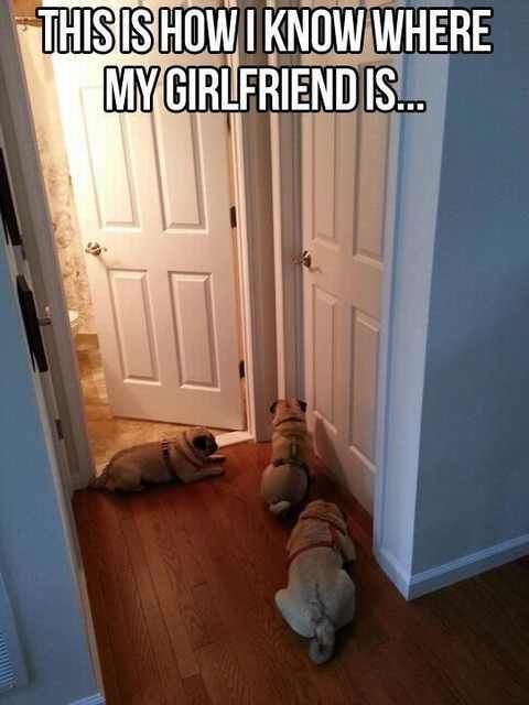 Hilarious Dog Behavior