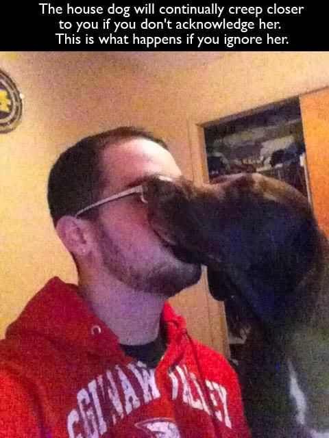 Hilarious Dog Behavior