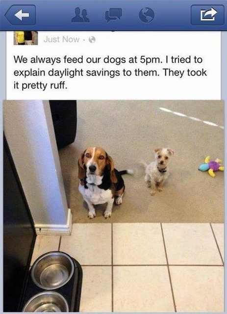 Hilarious Dog Behavior