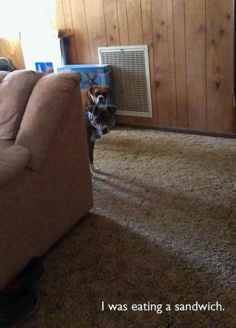 Hilarious Dog Behavior