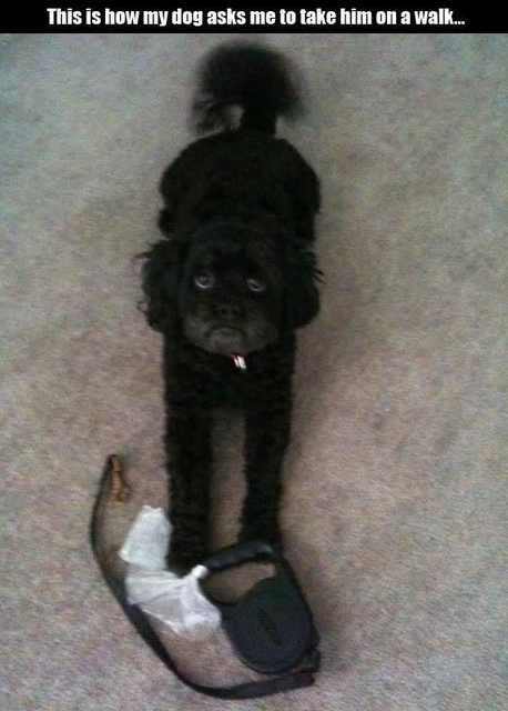Hilarious Dog Behavior