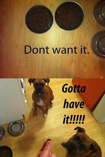 Hilarious Dog Behavior
