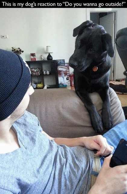 Hilarious Dog Behavior