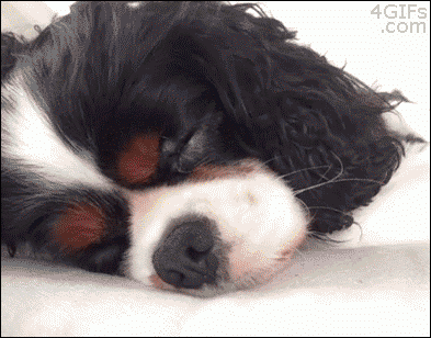 Hilarious Dog Behavior