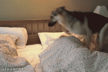 Hilarious Dog Behavior