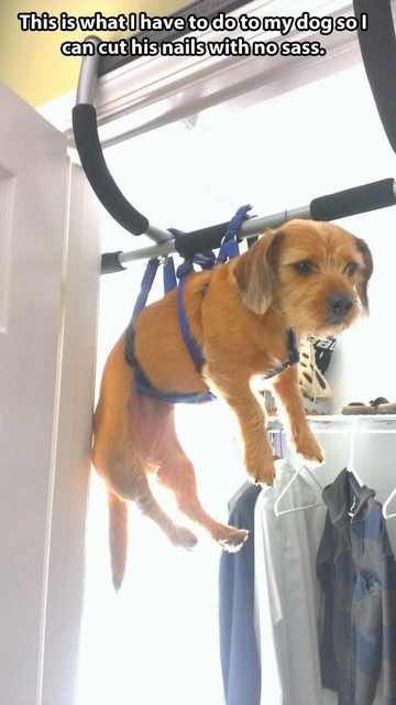 Hilarious Dog Behavior