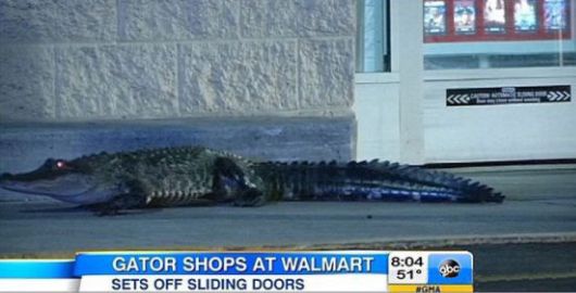 Walmart Is A Magical Place