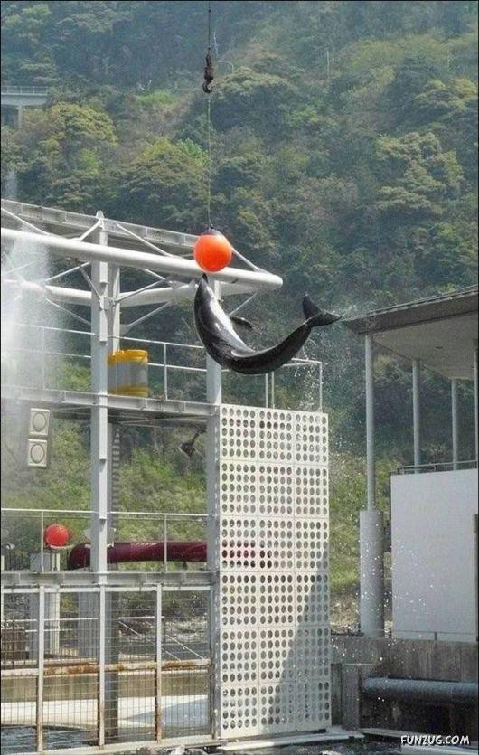 Daily Crazy Pic Mania