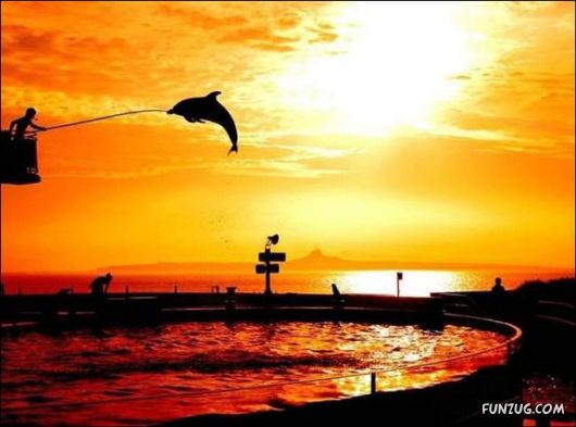 Daily Crazy Pic Mania