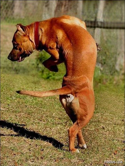 Daily Crazy Pic Mania