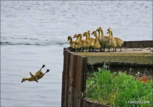 Daily Crazy Pic Mania