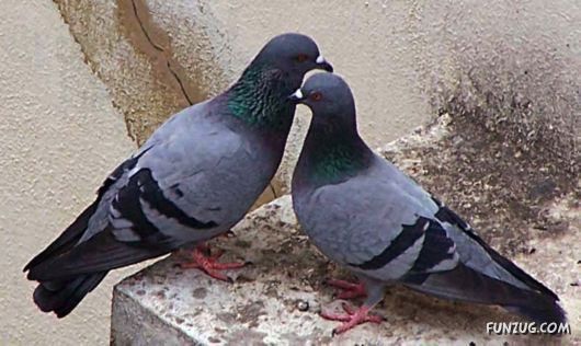 Some of The Cutest Animal Couples