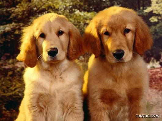 Some of The Cutest Animal Couples