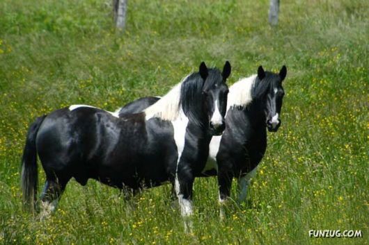 Some of The Cutest Animal Couples