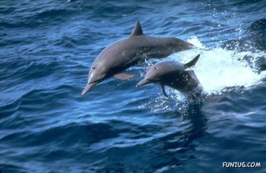 Some of The Cutest Animal Couples