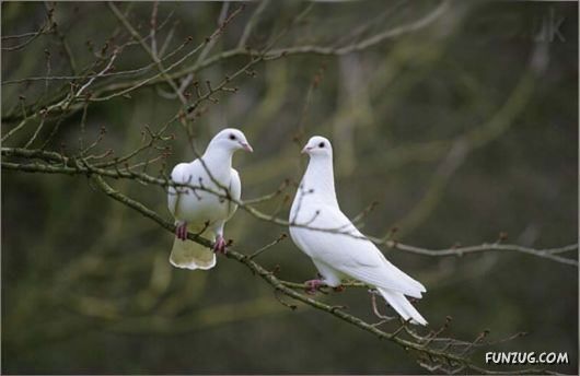 Some of The Cutest Animal Couples