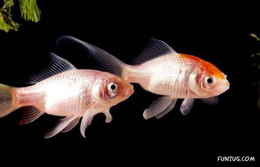 Some of The Cutest Animal Couples