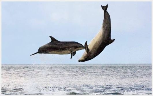 Daily Cool Pictures Collection