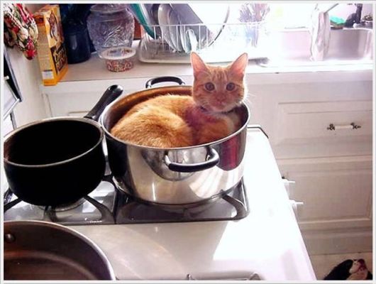 Daily Cool Pictures Collection