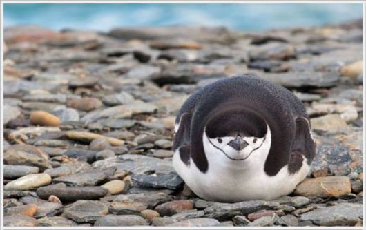 Daily Cool Pictures Collection