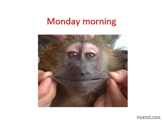 Most Amazing Monkey Story