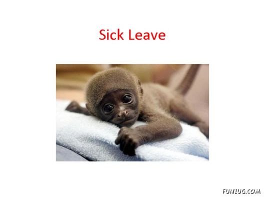 Most Amazing Monkey Story