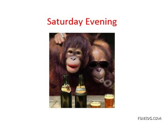 Most Amazing Monkey Story