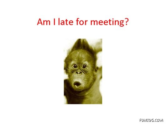 Most Amazing Monkey Story