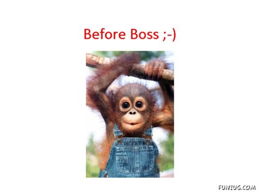 Most Amazing Monkey Story