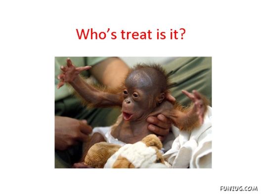 Most Amazing Monkey Story