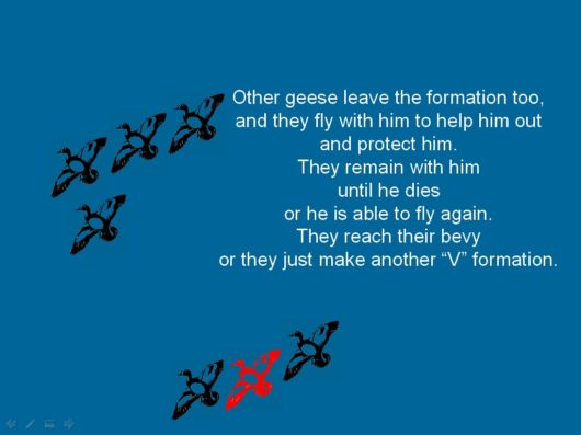 Lets Be Like The Geese