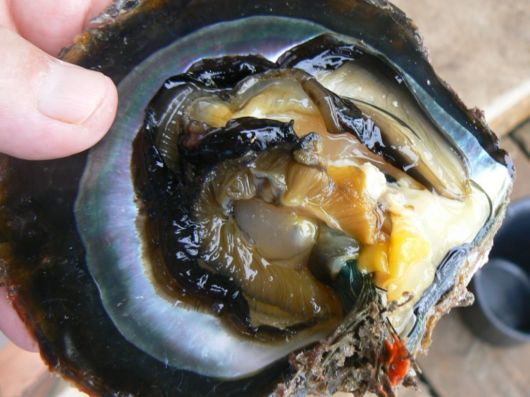 Different Phases Of Oyster Farming