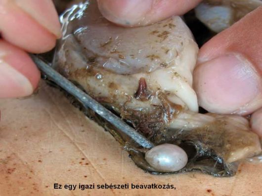 Different Phases Of Oyster Farming