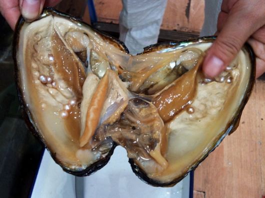 Different Phases Of Oyster Farming