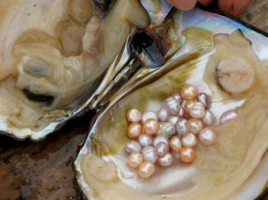 Different Phases Of Oyster Farming