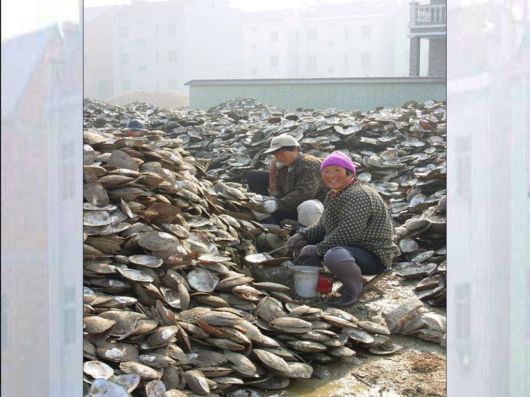 Different Phases Of Oyster Farming