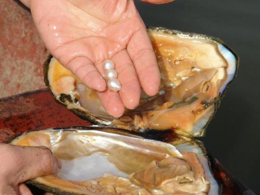 Different Phases Of Oyster Farming